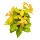 Ora Pro Nobis Dourada C13