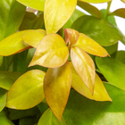 Ora Pro Nobis Dourada C13