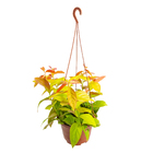 Ora Pro Nobis Dourada C21