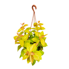 Ora Pro Nobis Dourada C21