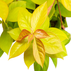 Ora Pro Nobis Dourada C21