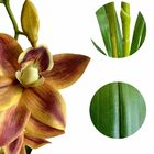 Orquídea Artificial 8 Unidades - Qualidade Superior E Acabame