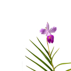 Orquídea Bambú Arundina graminifolia Planta Natural