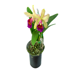 Orquídea Catlleya 2 Folhas Pote 15