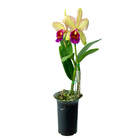 Orquídea Cattleya Pote 15 Planta Natural
