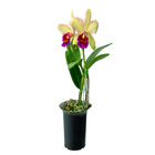 Orquídea Cattleya Pote 15 Planta Natural