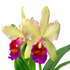 Orquídea Cattleya Pote 15 Planta Natural