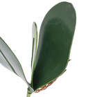 Orquidea com Raiz Verde