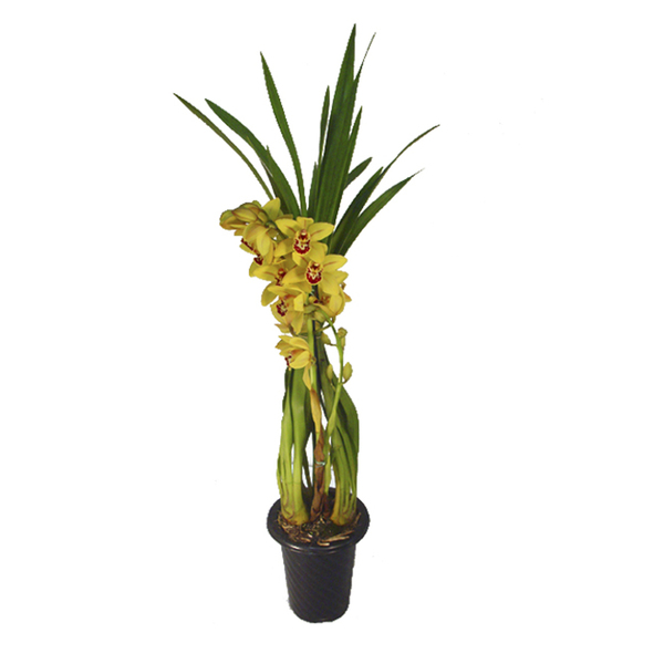Orquídea Cymbidium 2 Hastes Pote 18