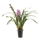 Orquídea Cymbidium Especial Pote 17