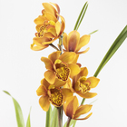 Orquídea Cymbidium Especial Pote 17