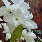 Orquídea Dendrobium Nobile - Olho De Boneca Pote 11 Branca