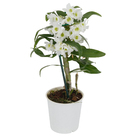 Orquídea Dendrobium Nobily Pote 12 Planta Natural