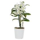 Orquídea Dendrobium Noblily Pote 12