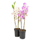 Orquídea Dendrobium Noblily Pote 15