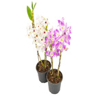 Orquídea Dendrobium Noblily Pote 15