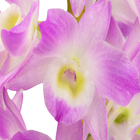 Orquídea Dendrobium Noblily Pote 15