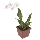 Orquídea Denphalaen Pote 12 Planta Natural