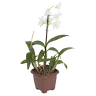 Orquídea Denphalaen Pote 12 Planta Natural
