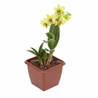 Orquídea Denphalaen Pote 12 Planta Natural