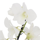 Orquídea Denphalaen Pote 12 Planta Natural