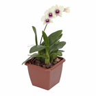 Orquídea Denphalaen Pote 12 Planta Natural