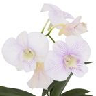 Orquídea Denphalaen Pote 12 Planta Natural