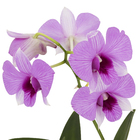 Orquídea Denphalaen Pote 12 Planta Natural