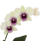 Orquídea Denphalaen Pote 12 Planta Natural