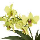 Orquídea Denphalaen Pote 12 Planta Natural