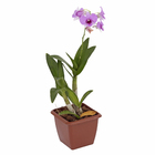 Orquídea Denphalaen Pote 12 Planta Natural