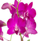 Orquídea Denphalaen Pote 13