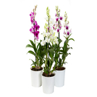 Orquídea Denphalaen Pote 13