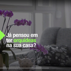 Orquídea Denphalaen Pote 13 Planta Natural