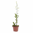 Orquídea Denphalaen Pote 15 Planta Natural