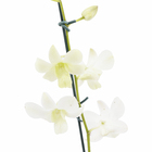 Orquídea Denphalaen Pote 15 Planta Natural