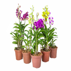 Orquídea Denphalaen Pote 15 Planta Natural