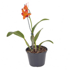 Orquídea Mini Cattleya Hybridum Pote 15 Sortida Planta Natural