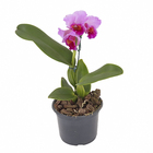 Orquídea Mini Cattleya Hybridum Pote 15 Sortida Planta Natural