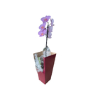 Orquídea no Cone 9cm Sortida Pote 12 Planta Natural