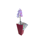 Orquídea no Cone 9cm Sortida Pote 12 Planta Natural