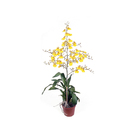 Orquídea Oncidium Aloha Pote 15