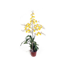 Orquídea Oncidium Aloha Pote 15 Planta Natural