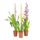 Orquídea Oncidium Pote 15