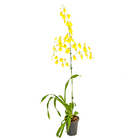 Orquídea Oncidium Pote 15