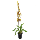 Orquídea Oncidium Pote 15