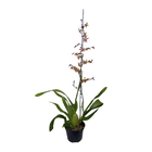 Orquídea Oncidium Sharry Baby Pote 15