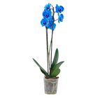 Orquídea Phalaenopsis 11 Flores Azul Pote 12