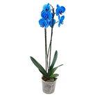 Orquídea Phalaenopsis 11 Flores Azul Pote 12