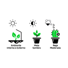 Orquídea Phalaenopsis 11 Flores Azul Pote 12